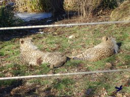 Tiergarten Schönbrunn am 27.01.2026